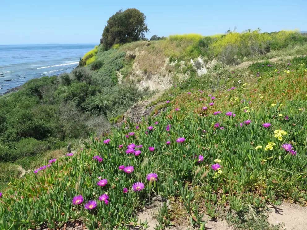 Purple flowers- a delight!