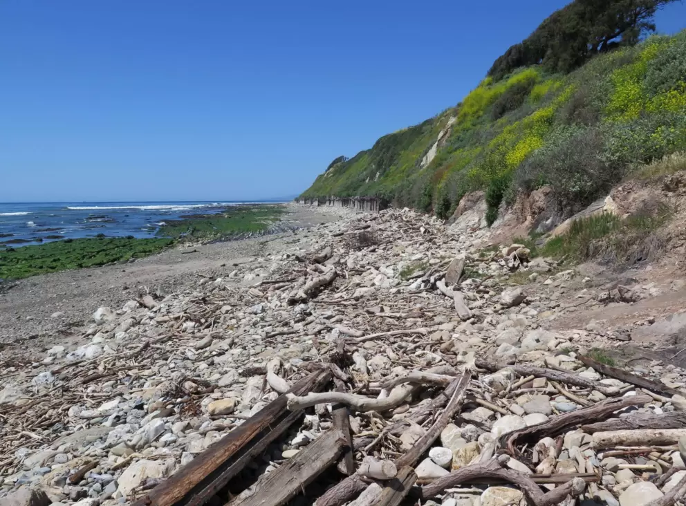 The beach is covered in driftwood.