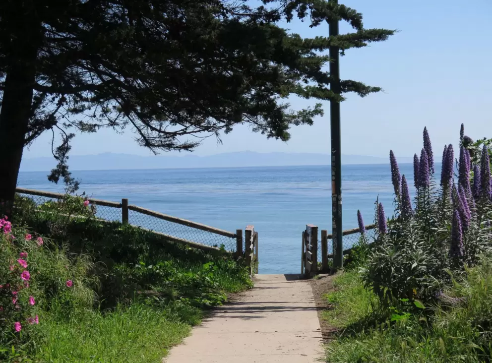 Purple flowers and the blue sea, at Camino Del Sur beach entrance.