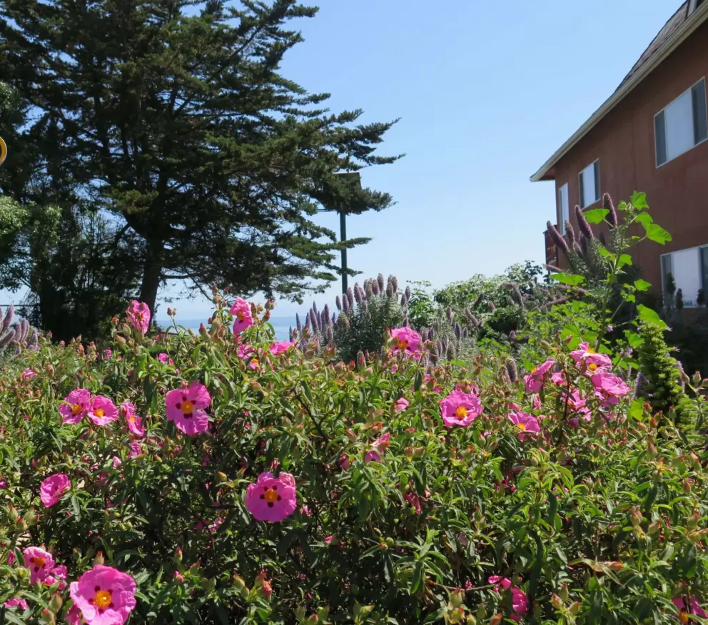 Rock rose at Camino Del Sur beach entrance.