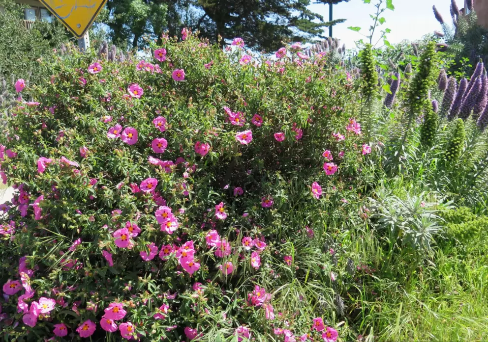 Rock rose at Camino Del Sur beach entrance- what a lovely place to live!