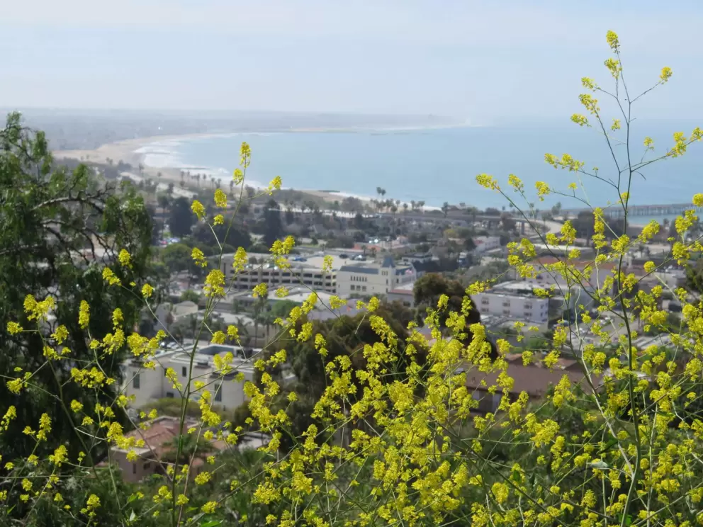 Yellow flowers and view of the lovely curve of sand.