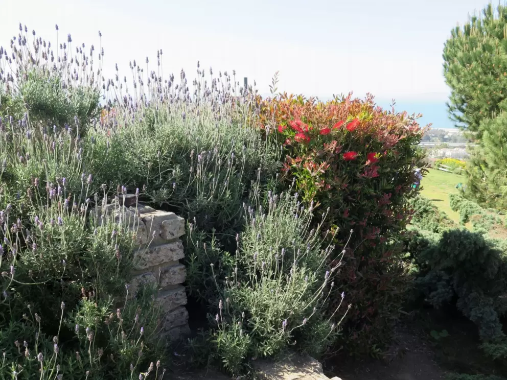 Lavendar, bottle brush, and brick wall.