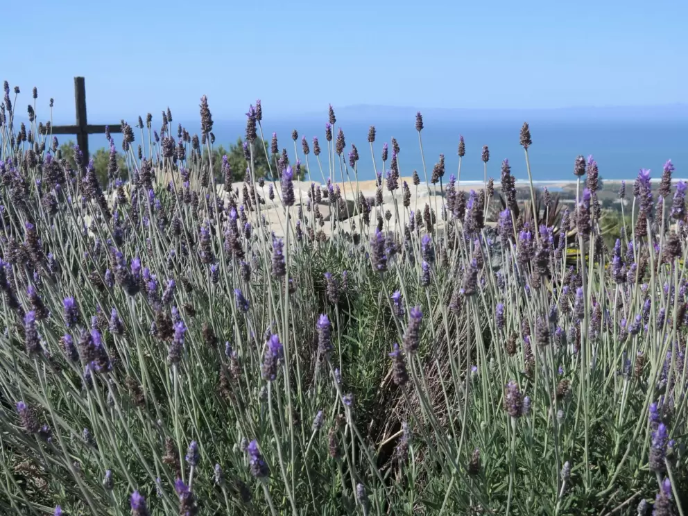 Lavendar, the cross, and the sea.