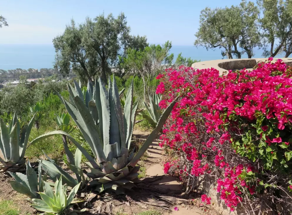 Dark pink bougainvillea and cactus, overlooking the sea.