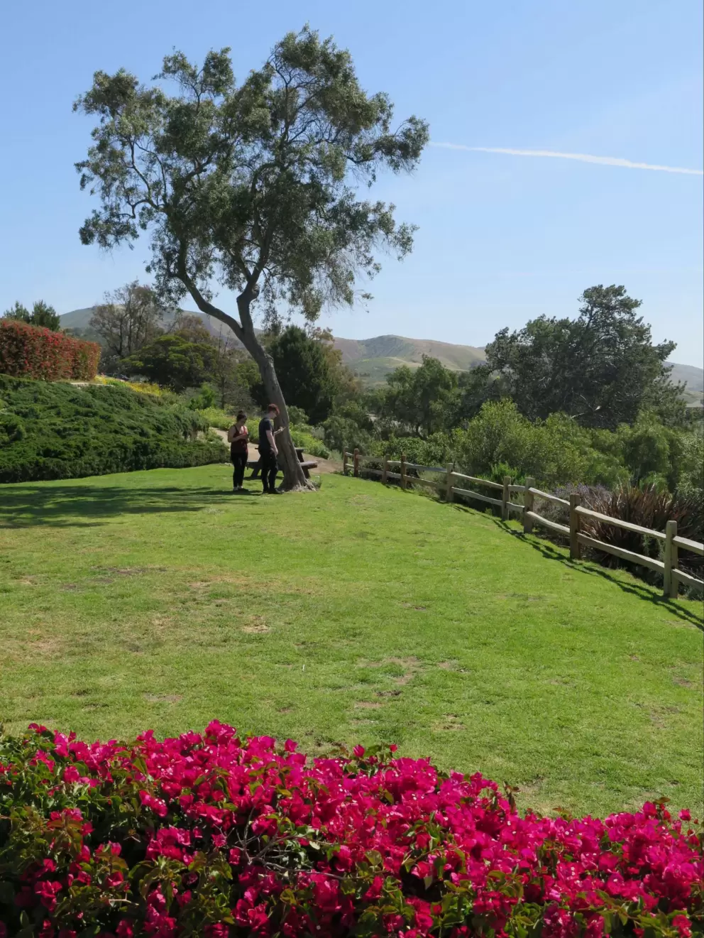 A couple stands under a tree, a romantic spot.