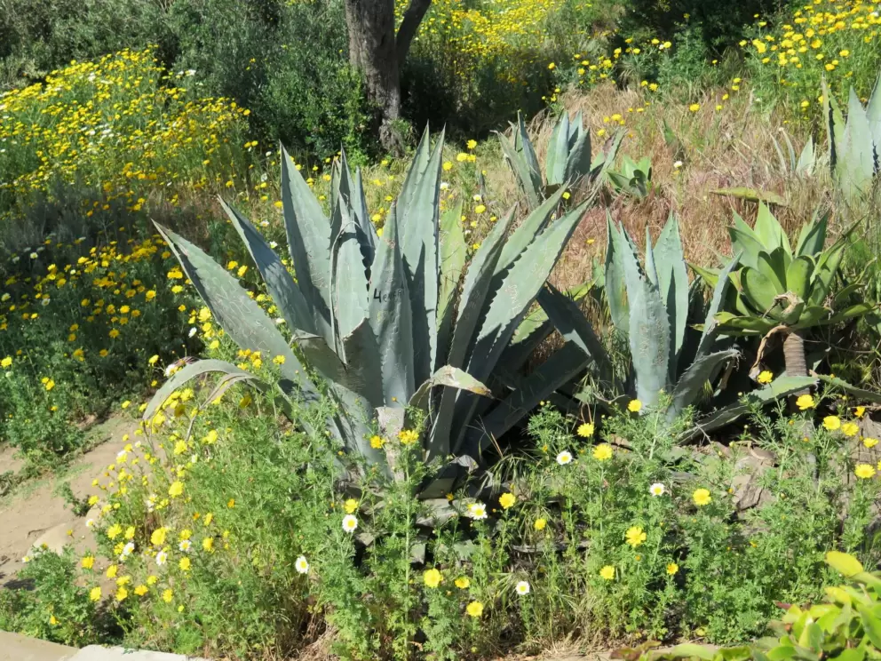 Cactus amid a sea of yellow and white flowers.