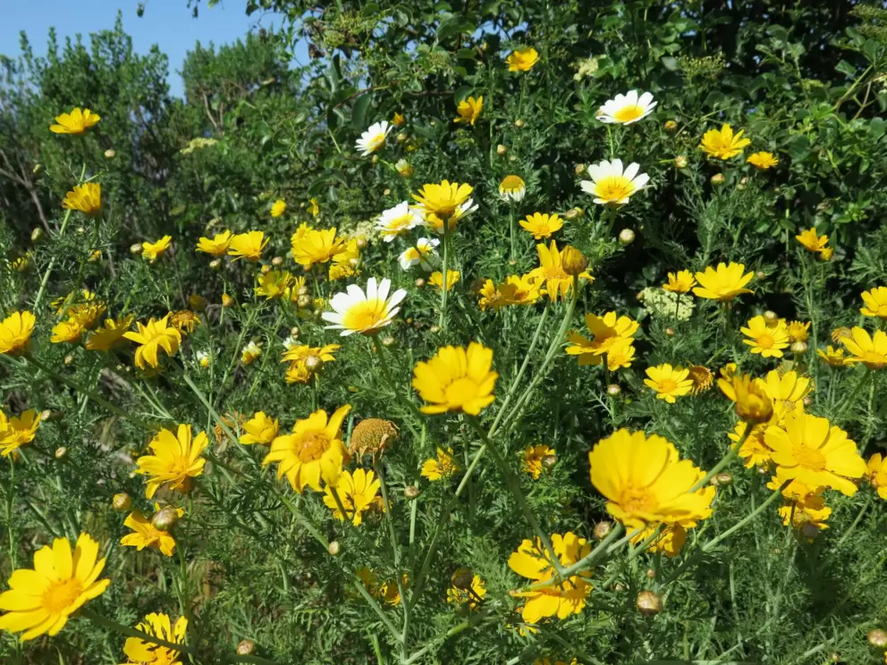 I love these flowers, especially the white ones with yellow centers!