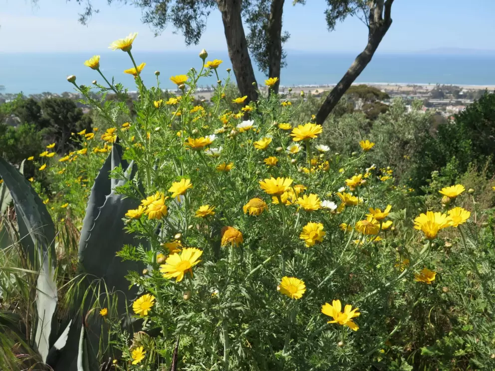 Perfect flowers and ocean view!