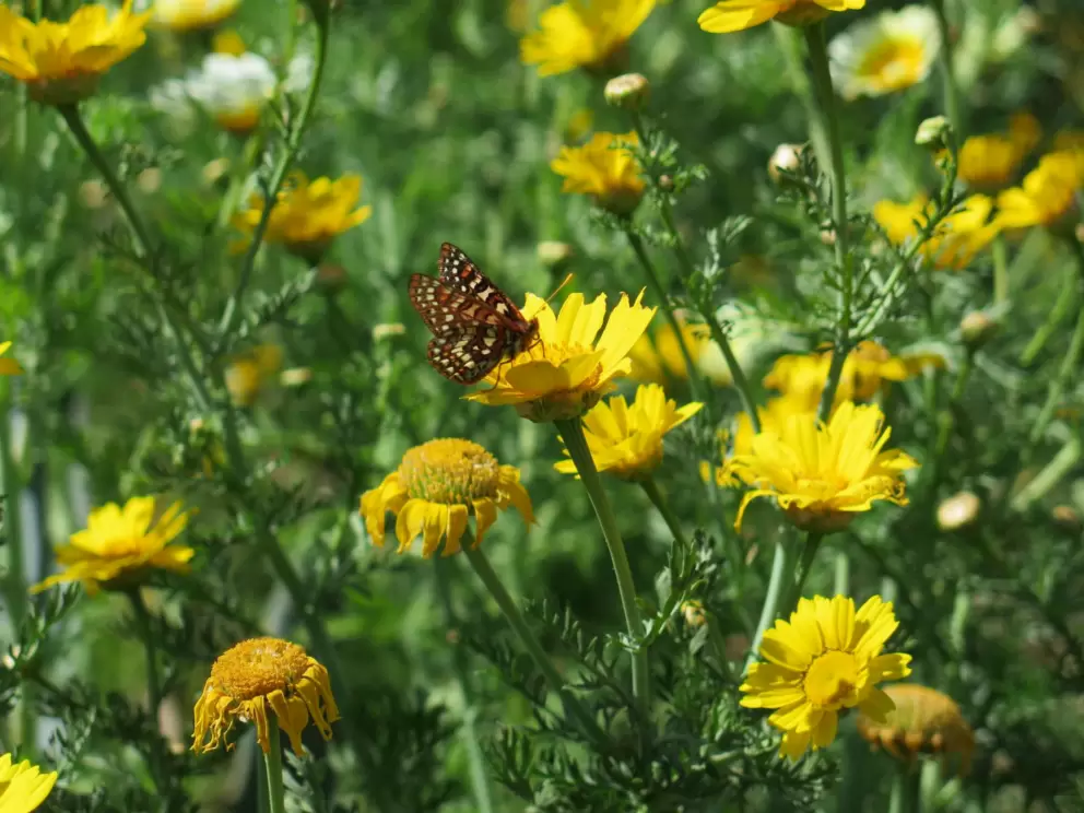 Butterfly among the flowers!