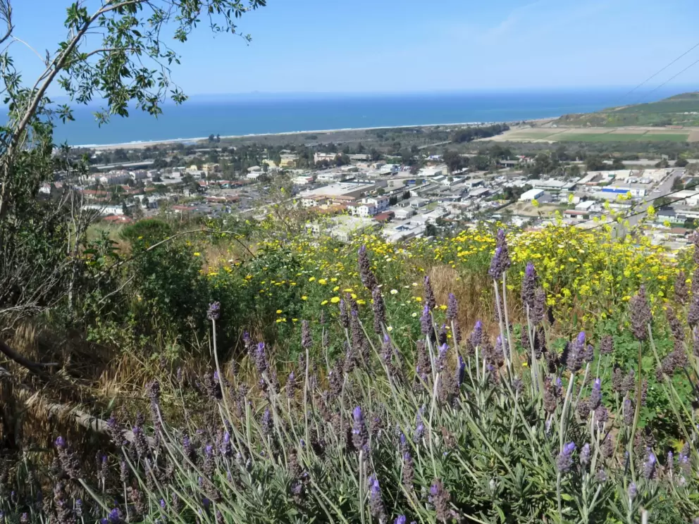 Lavendar and yellow flowers, with strip of sea.