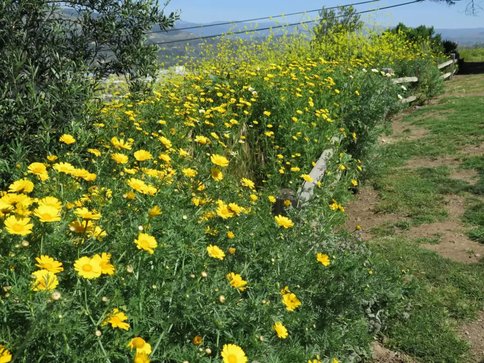 Flowers falling over a fence. 