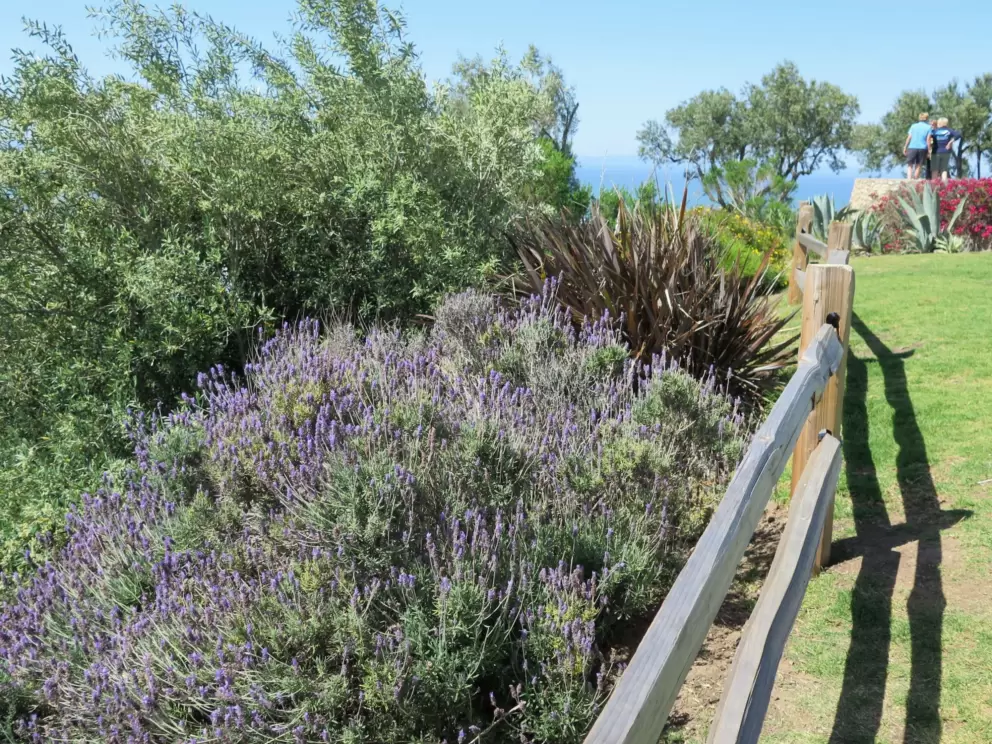 Lavendar and fence and sea in the distance.