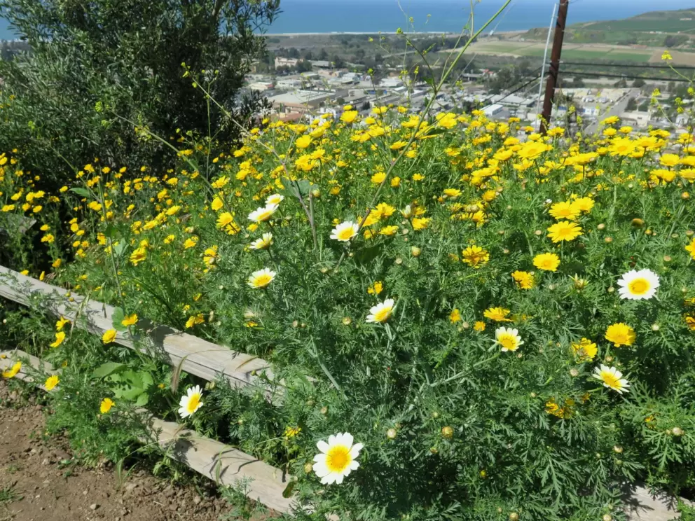 Flowers falling over the fence.