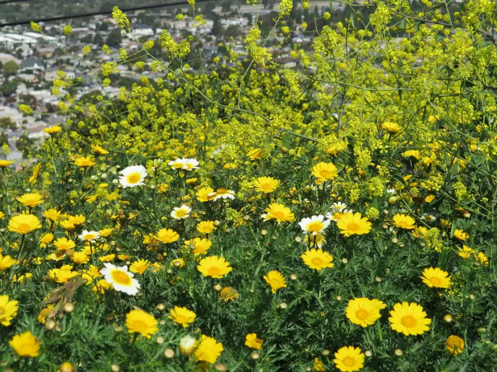 Yellow flowers of all kinds!