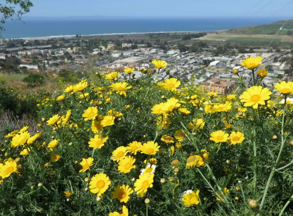 Flowers, town, and sea.