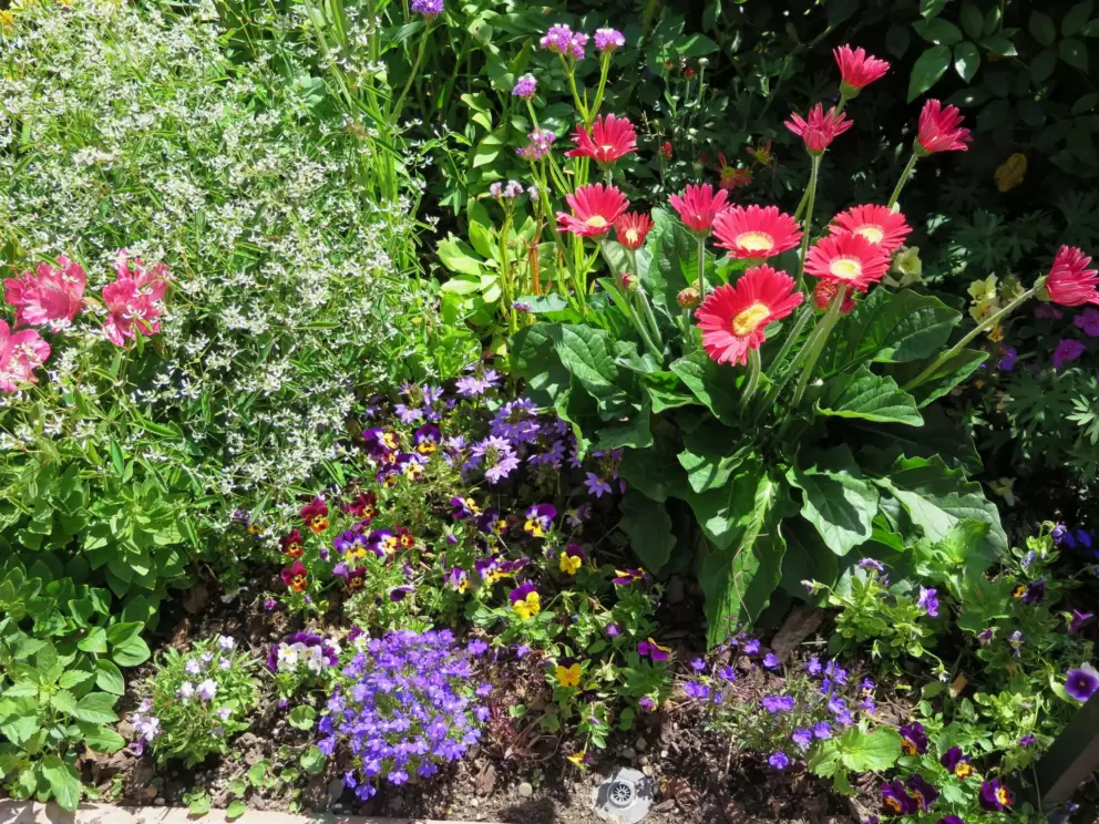Pretty flowers in a planter.