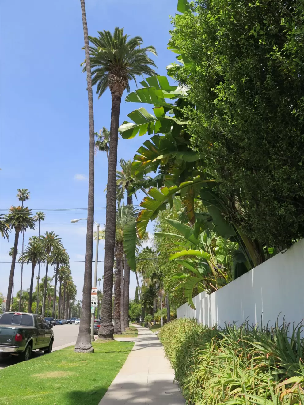 Banana trees spilling over a wall.