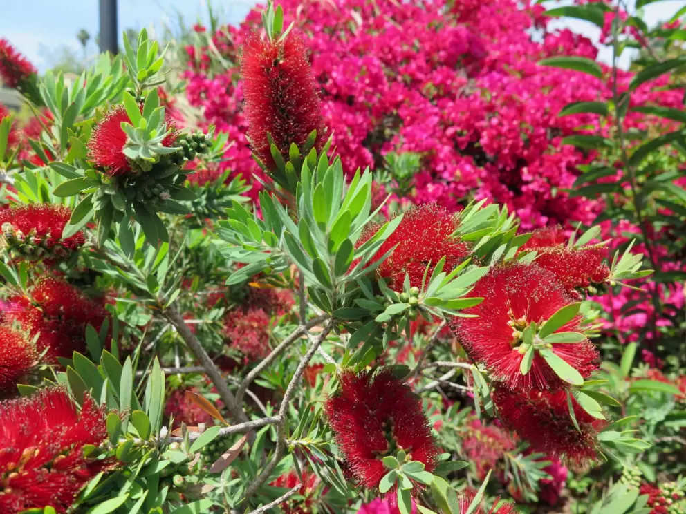 Bottle brush and bougainvillea.