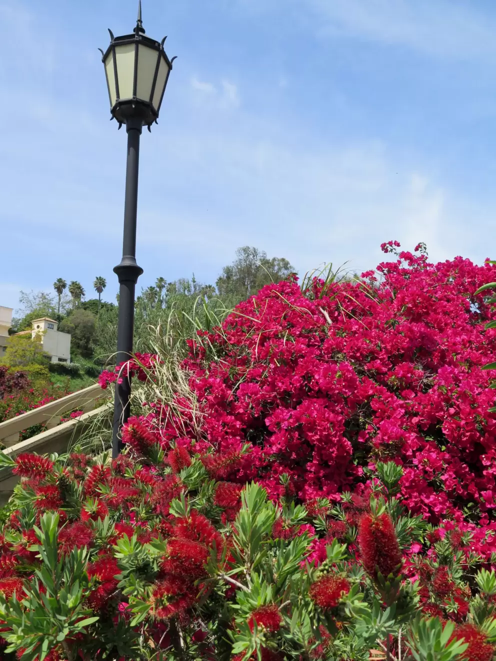 Bougainvillea and Gothic lamp.