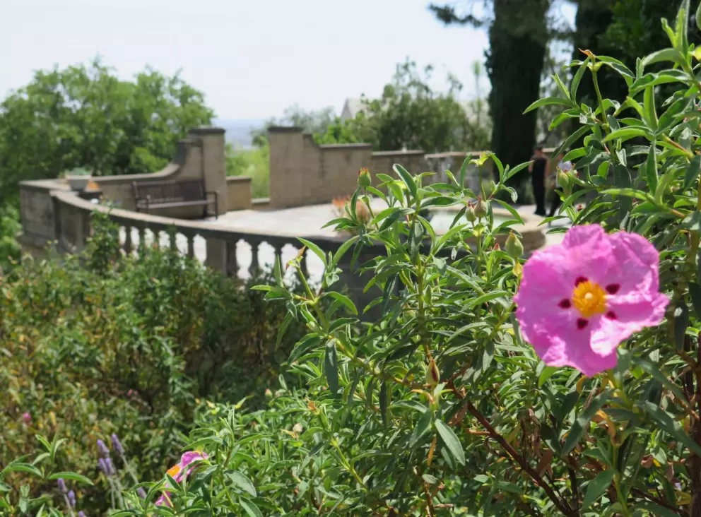 Rock rose and balcony.