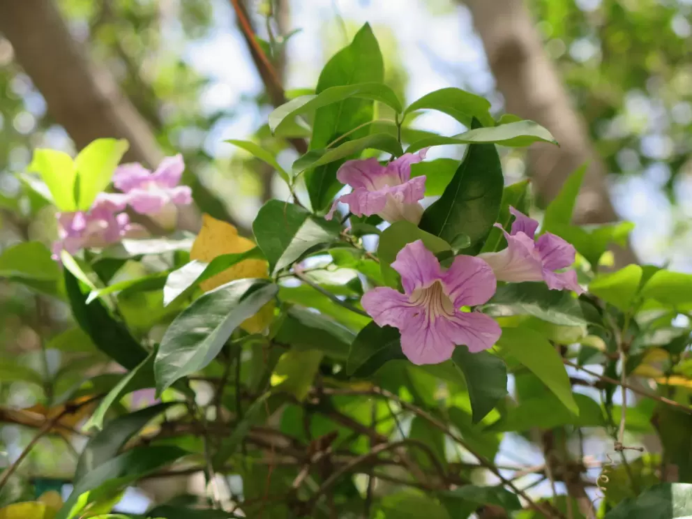 Tropical flowers.