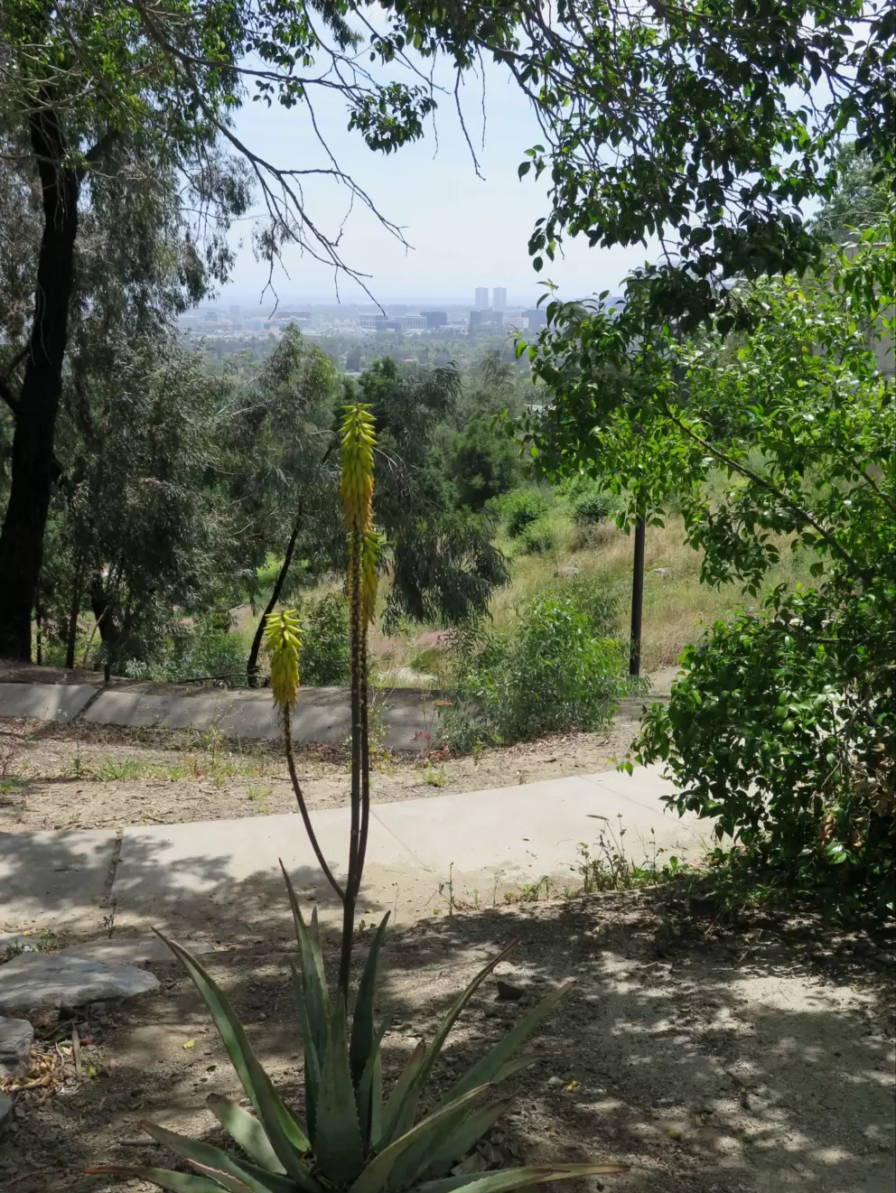 Cactus and view of LA in the distance.