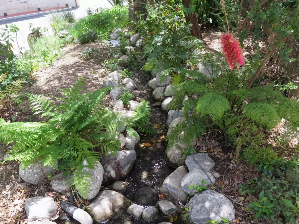 The stream and ferns.