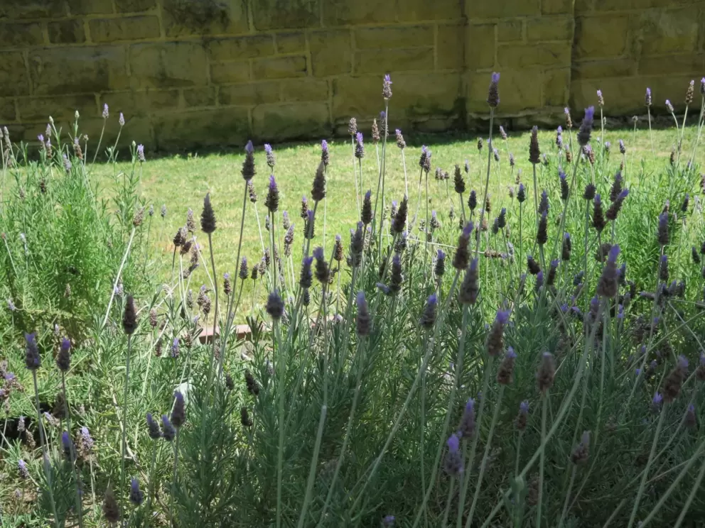 Lavendar and sandstone wall.