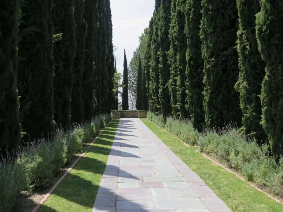 Row of trees.