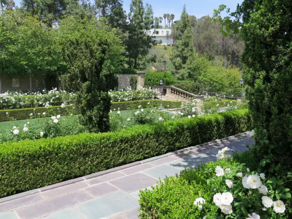 Hedges and roses.