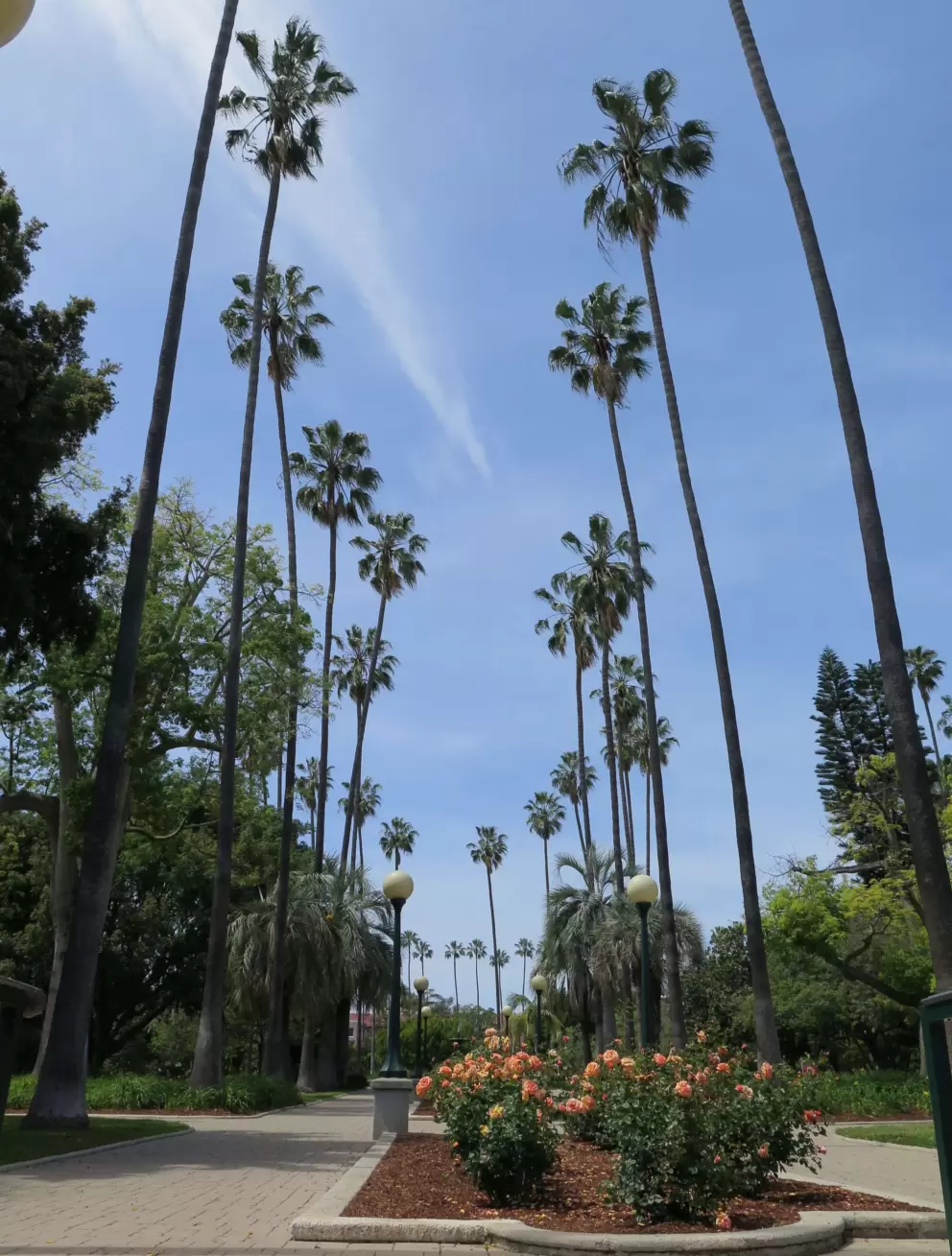 Row of super tall palms, and roses.