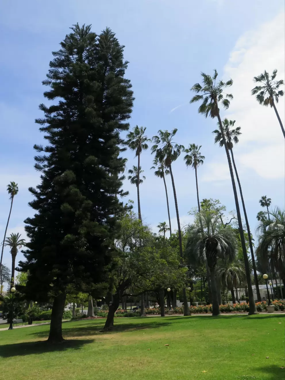 An old tree and palms.