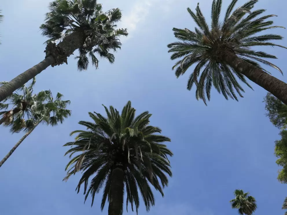 California dreaming...