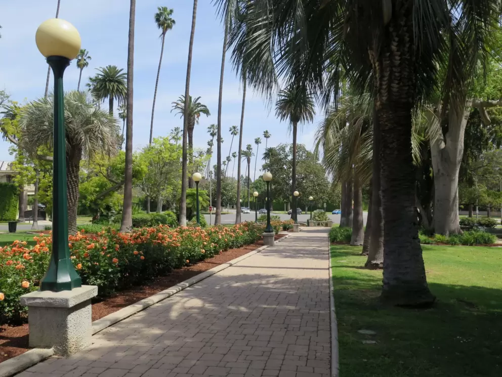 Walkway with roses, lamps, and palms in a row.