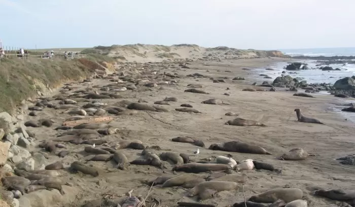 An alpha male approaches his harem of hundreds of females and their pups.