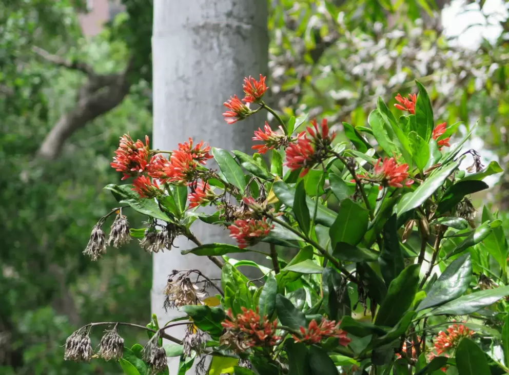 Beautiful flowers juxtaposed against tree trunk.