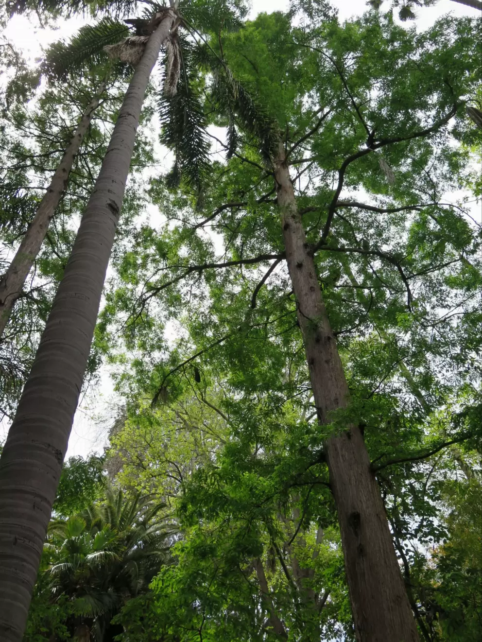 Tall trees!
