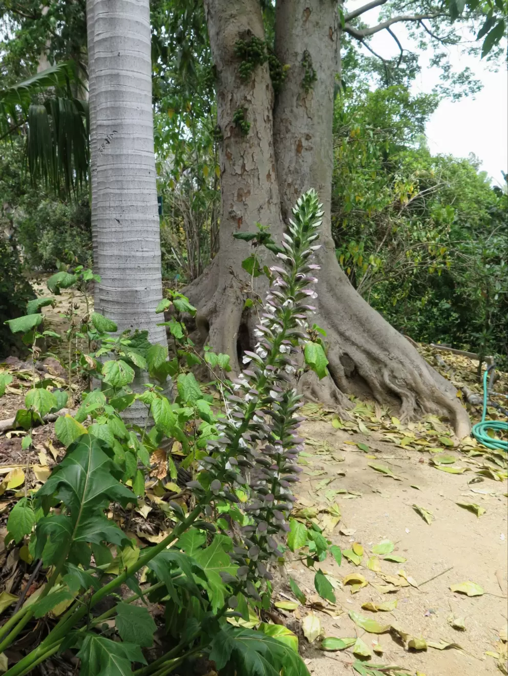 Flowering plant and tree roots.