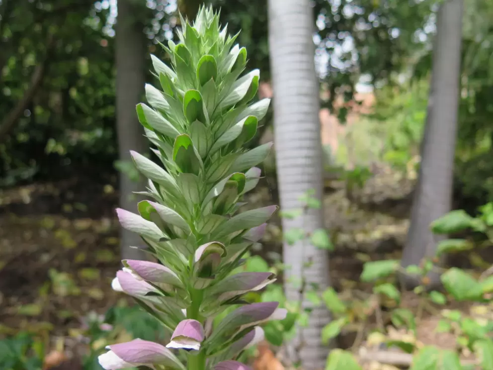 Closeup of flowering plant.