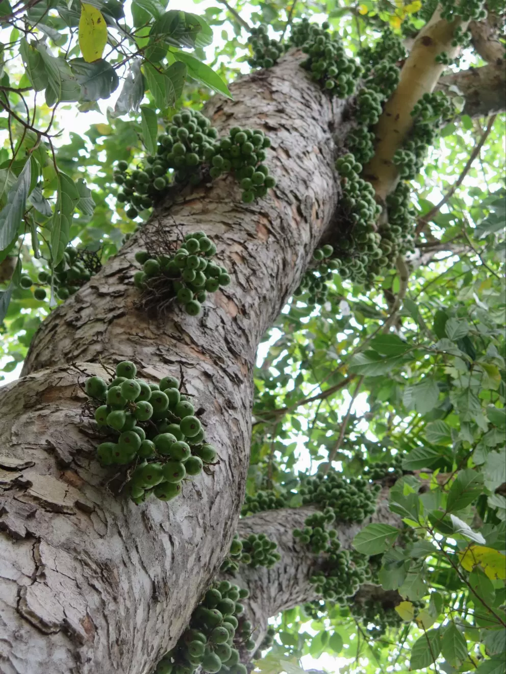 Looking up at the bundles of fruit on a Cluster Fig.