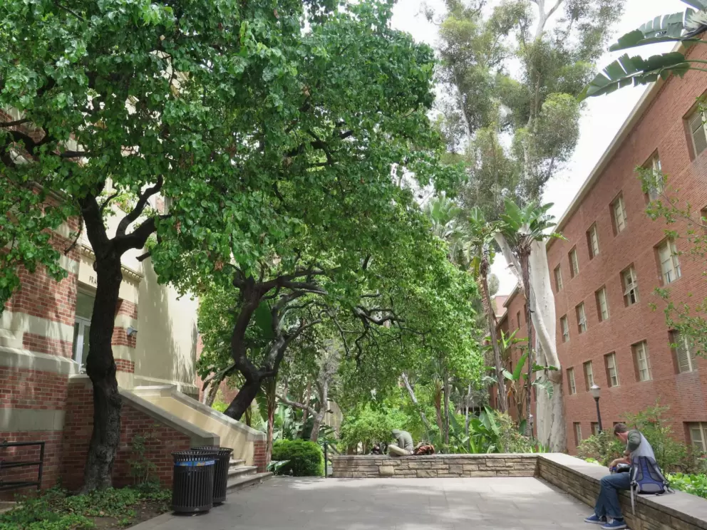 Nice row of trees between buildings.