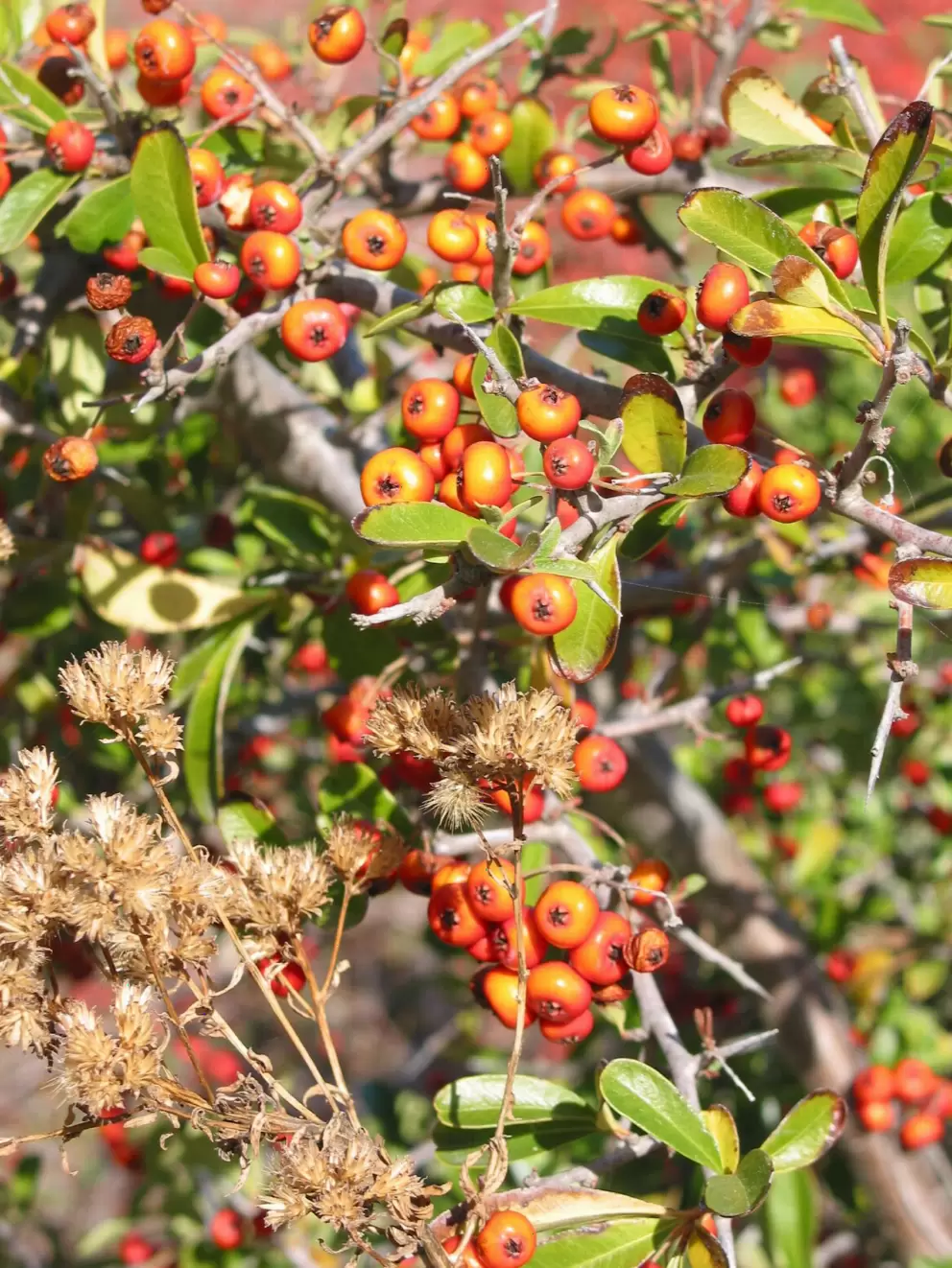 Native berries along the path.