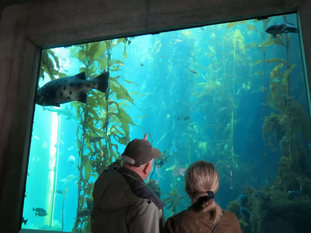 Looking at the Kelp Forest tank.
