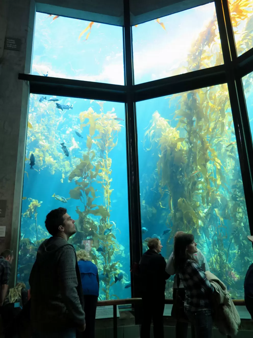 The Kelp Forest tank stretches high up!