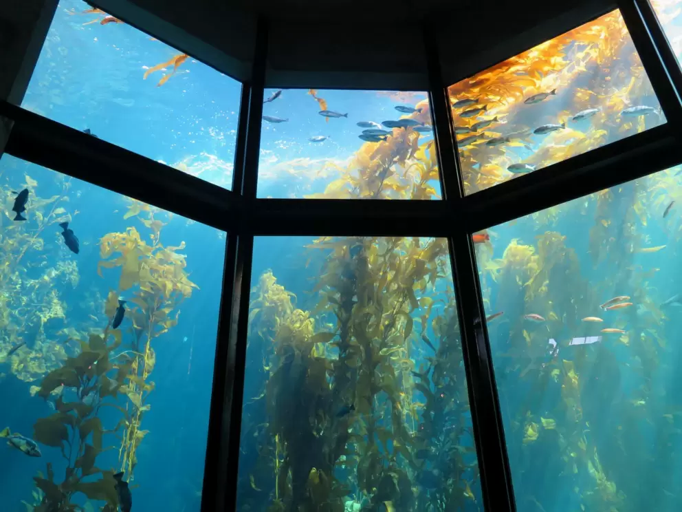 The lovely sunlight and kelp.