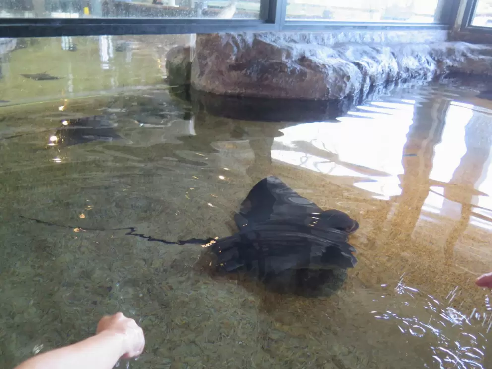 You can touch a bat ray.
