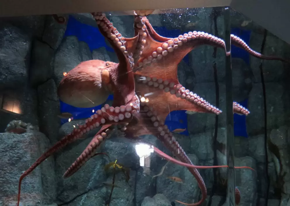 Giant octopus!
