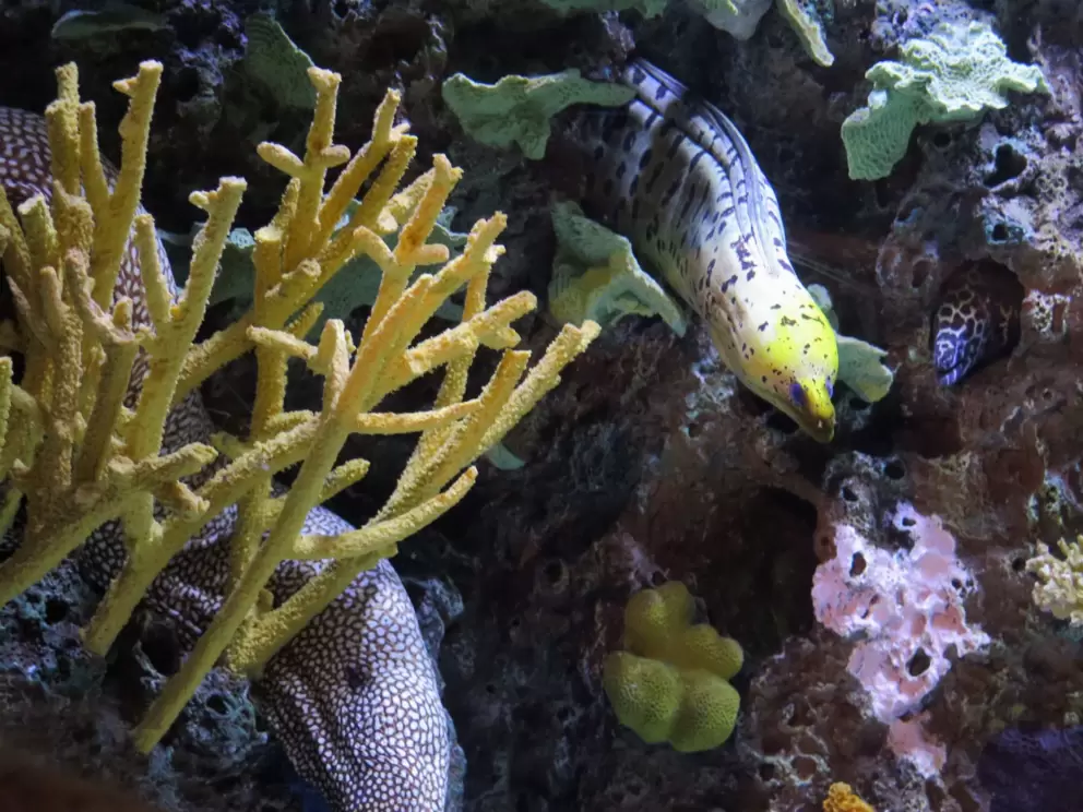 Eels!