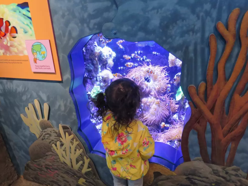 A little girl takes in the world of a tropical tank.